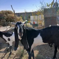 تکه پنجابی|حیوانات مزرعه|باخزر, |دیوار