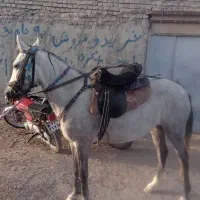 اسب مادیون نیله