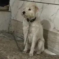 فروش   یک سگ ماده نوع شیتزو سفید رنگ