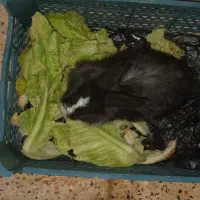 خر گوش سیاه زیر گردن سفید