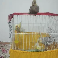 عروس هلندی مولد