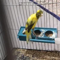 قناری|پرنده|کارون, |دیوار