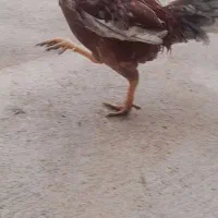 خروس لاری سالم