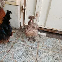 خروس