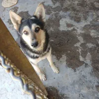 ژرمن ورک نر