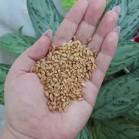 گندم بوجاری شده