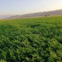 ۱۰۰ قالب یونجه بدون گیاه خشک