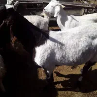 بز پاکستانی|حیوانات مزرعه|نگار, |دیوار