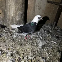 ۷ تا کبوتر یکجایی|پرنده|تهران, تهرانسر مرکزی|دیوار
