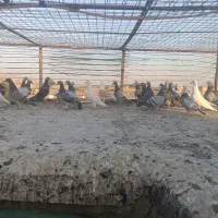 ماده مسافتی|پرنده|شیراز, نصر|دیوار
