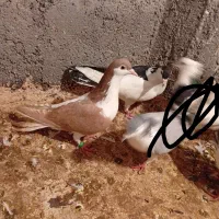 راست زرد نر