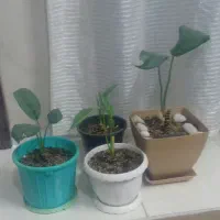 گل گلدون درخت زیبادر حدنو|گل و گیاه طبیعی|مشهد, ایثارگران|دیوار