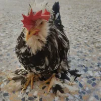 مرغ و خروس سلطان|حیوانات مزرعه|شیراز, وحدت|دیوار