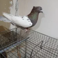 کبوتر طوقی سینه ای یاهو رنگی|پرنده|قم, علی آباد سعدگان|دیوار