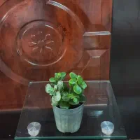 قلمه جوان و شاداب گل طبیعی|گل و گیاه طبیعی|اصفهان, طامه|دیوار