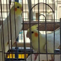 دو جفت عروس هلندی مولد سینامون نر لوتینو ماده|پرنده|تهران, فلاح|دیوار