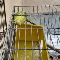 مرغ عشق ماده‌ی تنها