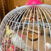 عروس هلندی سخنگو