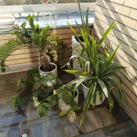 گل با گلدان چینی