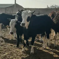 فروش گوساله جنگلی