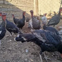 بوقلمون نروماده|حیوانات مزرعه|زهک, |دیوار