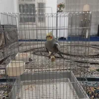 عروس هلندی
