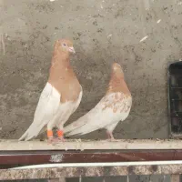 کله ای مسجدسلیمان|پرنده|اهواز, شهرک حفاری|دیوار
