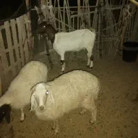 فروش بره