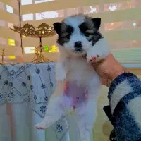 پامر روباهی عروسکی|سگ|رشت, دیانتی|دیوار