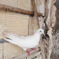 فروش کفتر پرشی