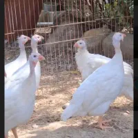 مرغ شاخدار رنگ خاص