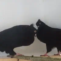 کبوتر زاغ جوجه کاکل