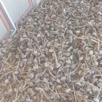 سیر بذری|خوردنی و آشامیدنی|دره رود, |دیوار
