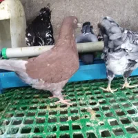 کبوتر کینگ|پرنده|قزوین, |دیوار