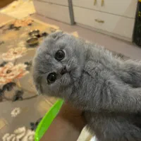 بچه گربه اسکاتیش فولد