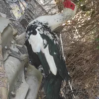 اردک خارجی اسرائیلی