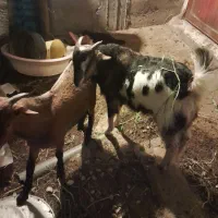 ۳تاکره نرخوب چاق سرحال