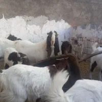 بز پاکستانی