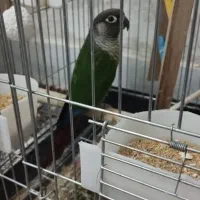 گرینچیک|پرنده|یزد, |دیوار