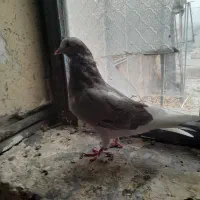 سرور و کاشان و طوقی|پرنده|مسجد سلیمان, |دیوار