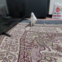 کبوتر|پرنده|ارشق, |دیوار