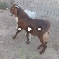 دو عدد کعره نر چاق