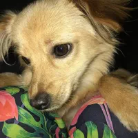 سگ پامر شیواوا