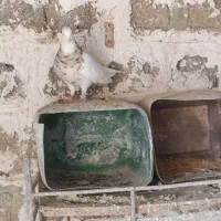 جفت طوق آجری کرمانشاهی بالغ|پرنده|دهدشت, |دیوار