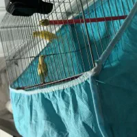 قناری نر و ماده خواهر و برادر|پرنده|بابل, |دیوار