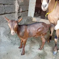 فروش کهره بادو بچه نر