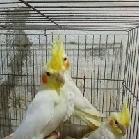 لوتینو نر ۳ماهه|پرنده|رشت, توشیبا|دیوار