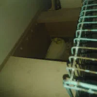 عروس هلندی ماده لوتینو با 6تخم|پرنده|اهواز, کمپلو جنوبی|دیوار