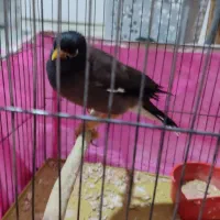 مرغ مینا نر|پرنده|اقبالیه, |دیوار