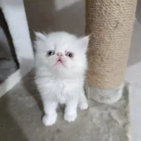 گربه پرشین سفید